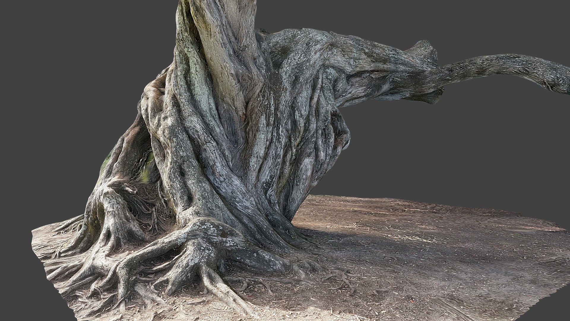 A more detailed model of the trunk, cropped to keep file size down. Its a cool tree to climb, you could fit a whole ewok village up there. Castor Bay, Auckland, New Zealand.  My 3D model from photos generated with photogrammetry software 3DF Zephyr v4.301 processing 50 images - Pohutukawa tree closeup - Download Free 3D model by b_nealie 3d model