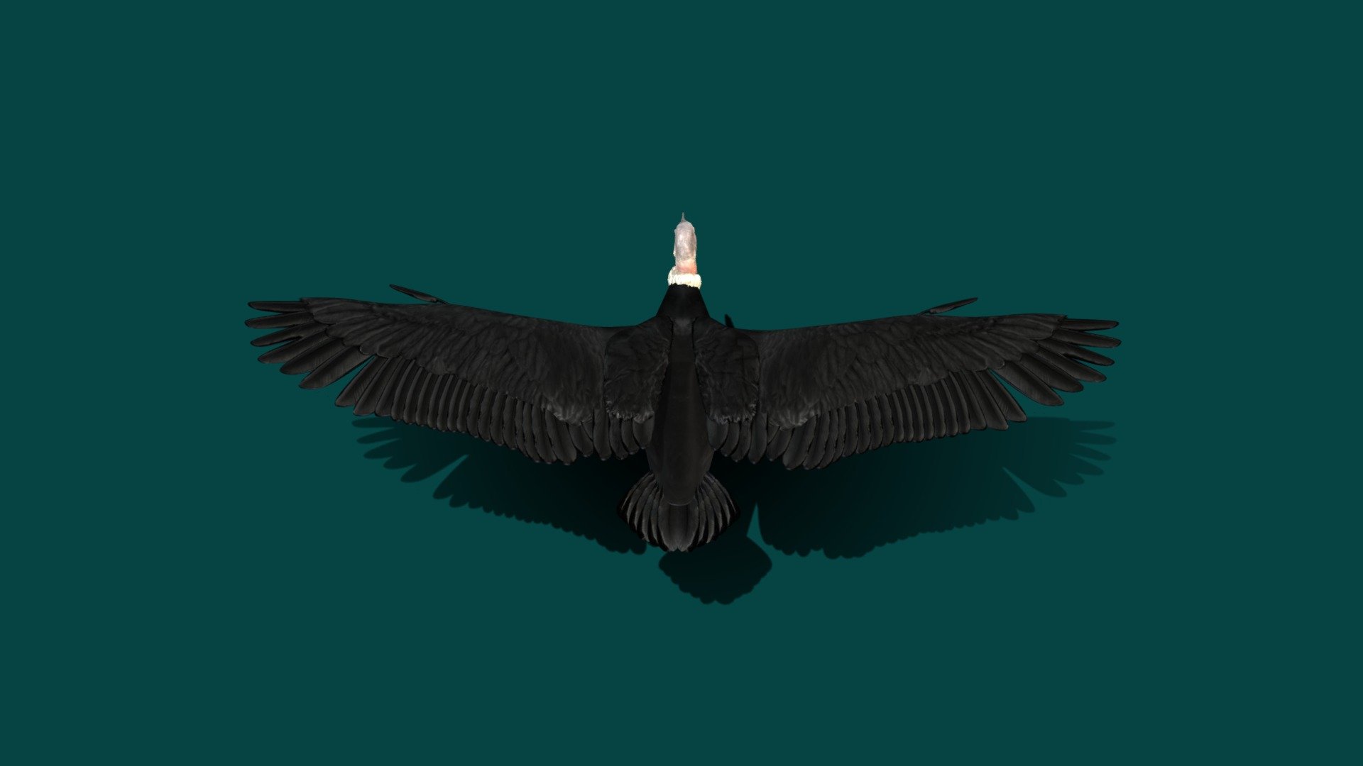 Testing before Rig for Game play 
The Andean condor is a giant South American Cathartid vulture and is the only member of the genus Vultur. Found in the Andes mountains and adjacent Pacific coasts of western South America, the Andean condor is the largest flying bird in the world by combined measurement of weight and wingspan 3d model