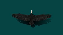 Andean Condor  Test v2 bird, animals, conditioner, vulture, condor, andeancondor, nyi, nyilonelycompany