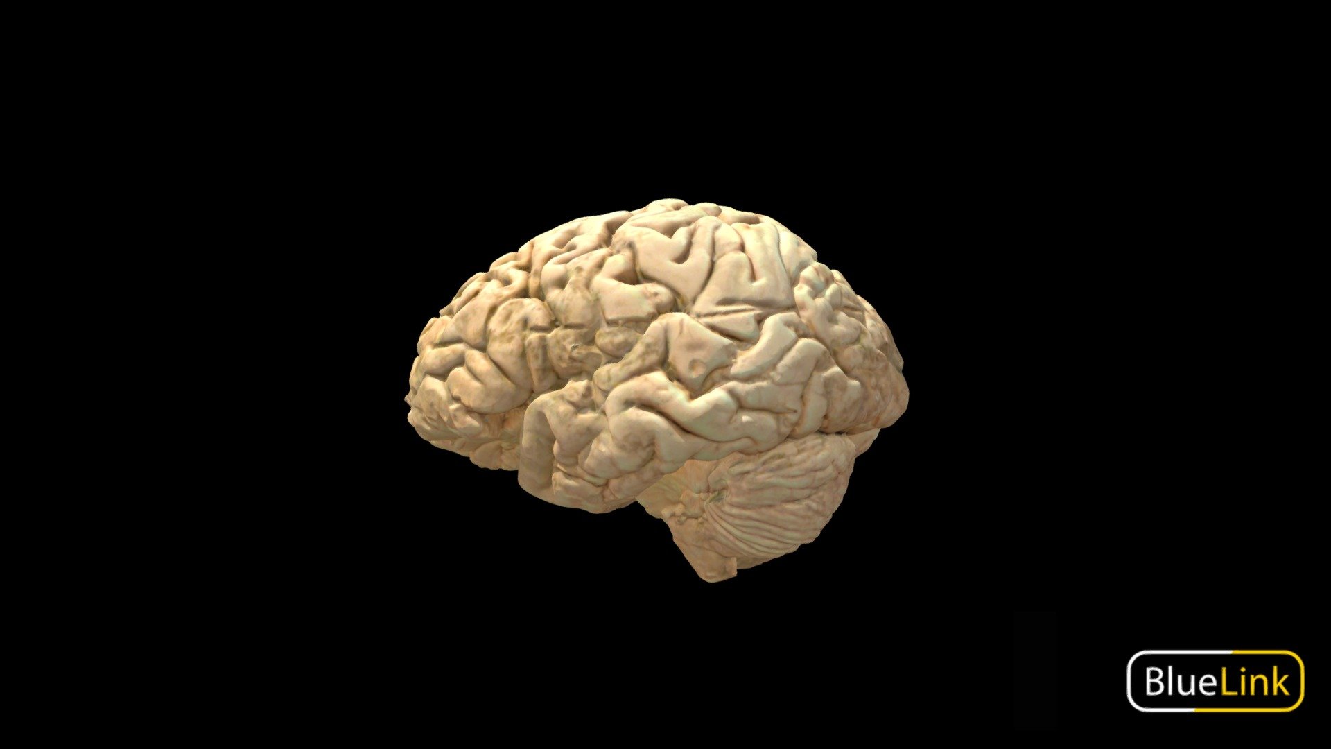 3D scan of the whole brain

Captured with Einscan Pro

Captured and edited by: Eve Roebke and Madelyn Murphy, Cristina Prall

Copyright2019 BK Alsup &amp; GM Fox - Brain - Whole, Labeled - 3D model by Bluelink Anatomy - University of Michigan (@bluelinkanatomy) 3d model