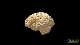 Brain anatomy, brain, neurology, university-of-michigan, bluelink