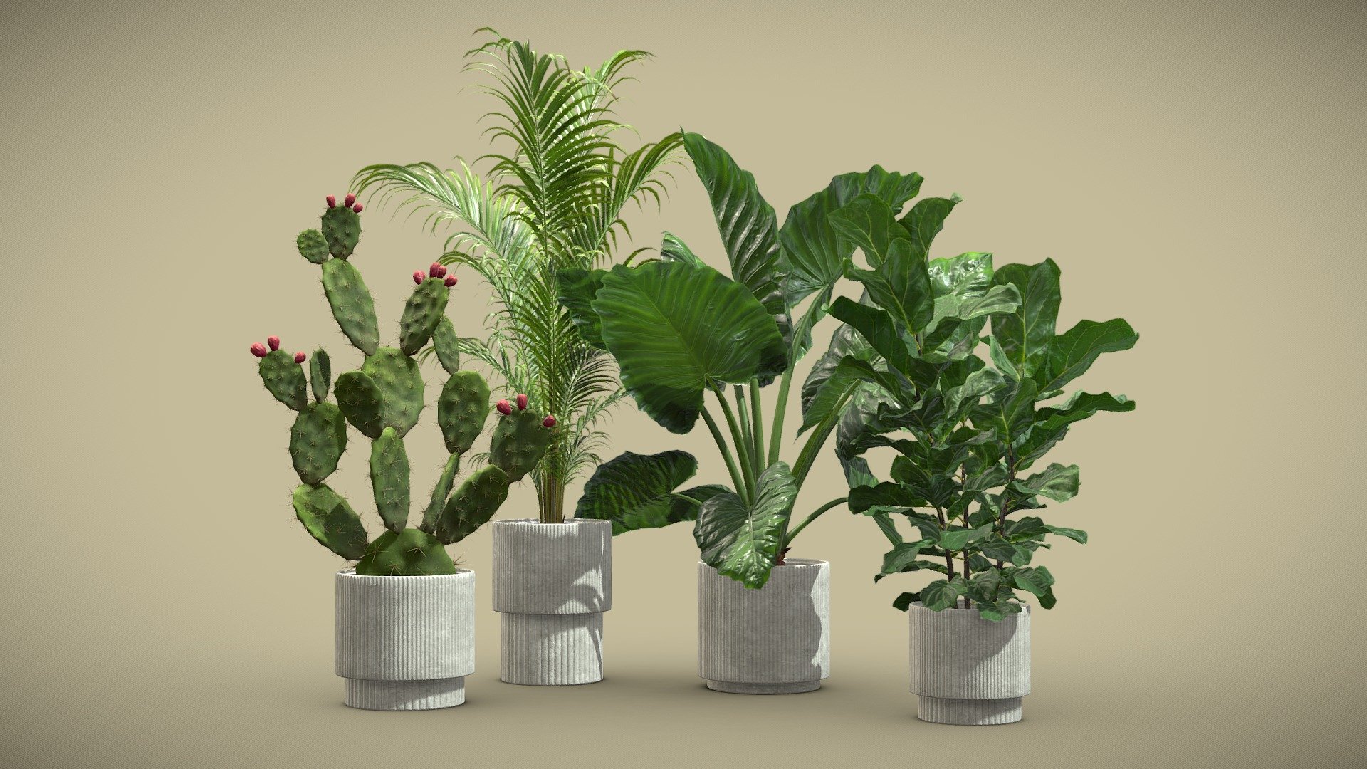 Indoor Plants Pack 64
This selection of indoor exotic plants will provide a level of detail that will take your visualizations to the next level.

Models can be subdivided for more definition.




Alocasia Macrorrhiza

Ficus Lyrata

Dypsis Lutescens

Cactus Opuntia 

4k Textures




Vertices  184 593

Polygons  169 698

Triangles 325 137
 - Indoor Plants Pack 64 - Buy Royalty Free 3D model by AllQuad 3d model