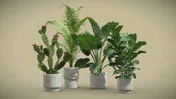 Indoor Plants Pack 64 pot, tropical, palm, cactus, concrete, indoor, exotic, potted, ceramic, metal, palmtree, tuna, dypsis, opuntia, ficus, lyrata, lutescens, interior, alocasia