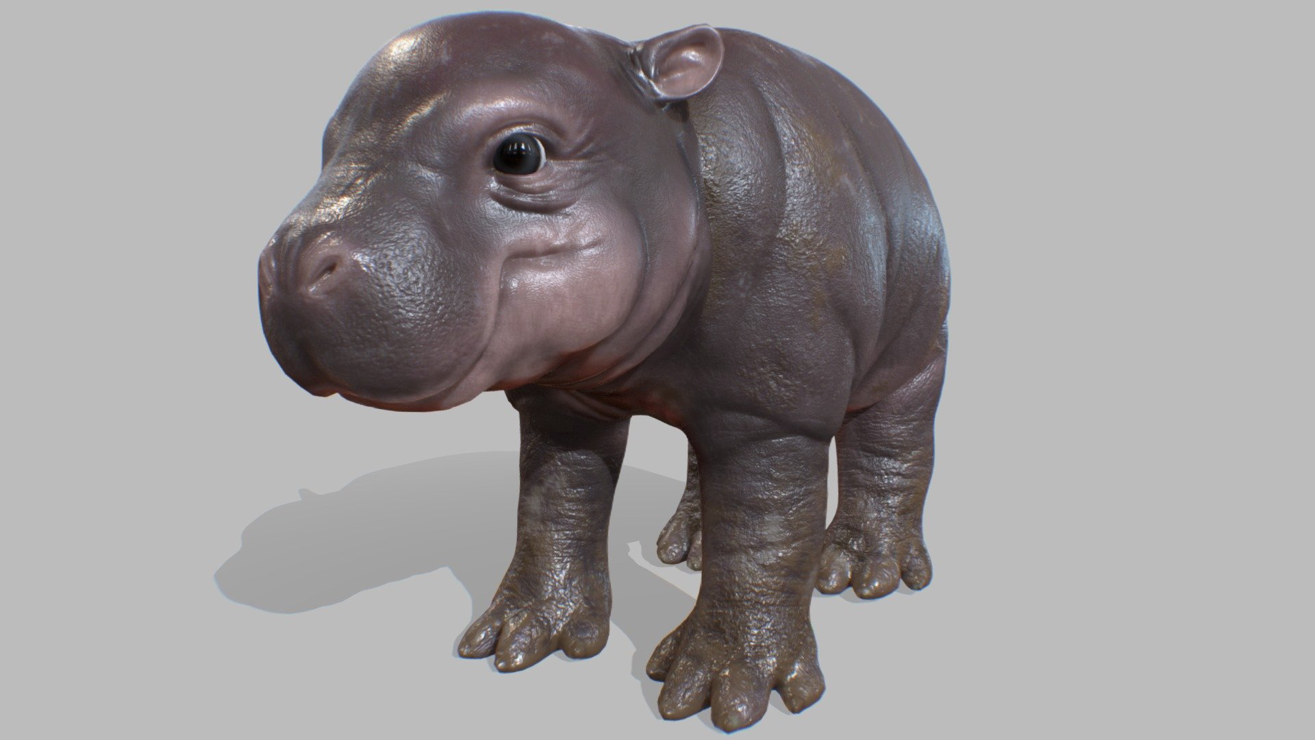 baby hippopotamus covered in mud - Baby Hippo - Buy Royalty Free 3D model by CrisLArt (@crispichu25) 3d model
