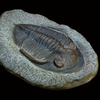Trolibite Fossil