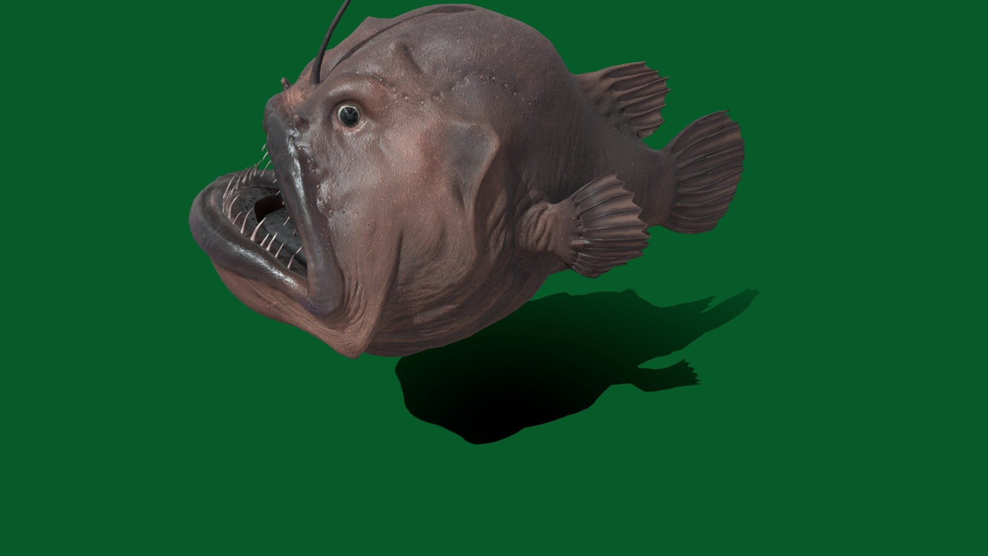The anglerfish are fish of the teleost order Lophiiformes. They are bony fish named for their characteristic mode of predation, in which a modified luminescent fin ray acts as a lure for other fish 3d model