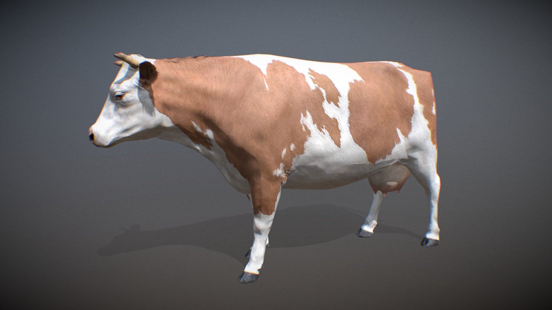 Animated realistic female Cow with 46 animations authored at 60fps and 4k textures.

Note: Preview uses lower-res mesh (LOD1), 1K textures and only a few of the full set animations.

Get our animal in full detail, 4K textures and check the full list of animations.

Features:


female Cow model
brown and black color variation
Animations authored at 60 fps
All animations available with and without the root motion
uncompressed 4K Textures
3ds Max and Maya animation rig
LODs
 - Animalia - Cow (female) - 3D model by GiM (@GamesInMotion) 3d model