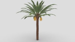 Date Tree- 01 tree, unreal, 3d-model, date, palnt, unity, highpoly, date-palm, date-tree, 3d-date