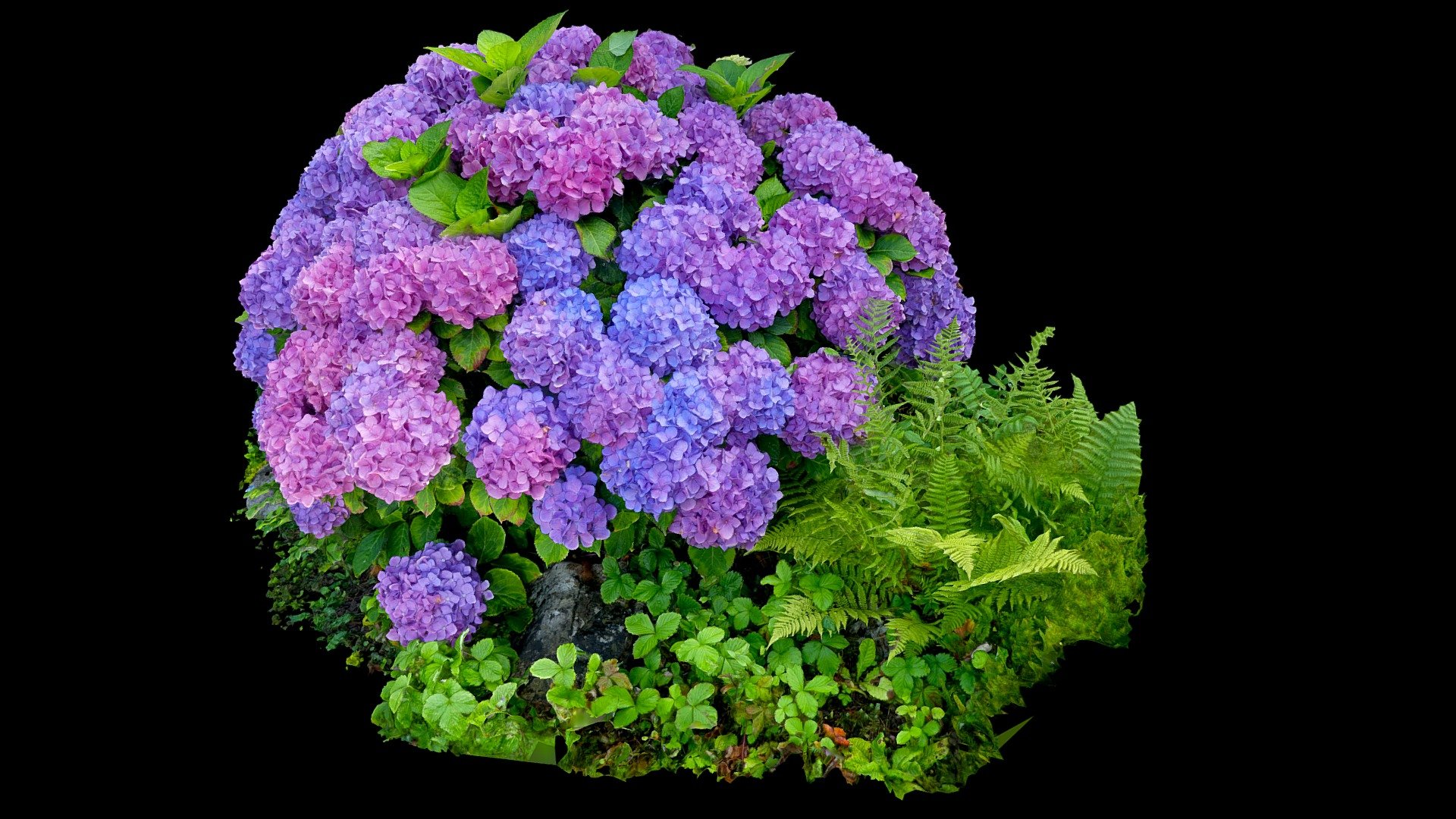 Hydrangea est un genre d'arbuste et d'arbre appartenant à la famille des Hydrangeaceae dont l'espèce la plus connue, Hydrangea macrophylla, est une plante horticole dénommée Hortensia. 

Hydrangea (/haɪˈdreɪndʒⁱə/;[1] common names hydrangea or hortensia) is a genus of 70–75 species of flowering plants native to southern and eastern Asia (China, Japan, Korea, the Himalayas, and Indonesia) and the Americas. By far the greatest species diversity is in eastern Asia, notably China, Japan, and Korea. Most are shrubs 1 to 3 meters tall, but some are small trees, and others lianas reaching up to 30 m (98 ft) by climbing up trees.
(Wikipedia) - Hortensia - Hydrangea - Buy Royalty Free 3D model by LZ Creation (@jmch) 3d model