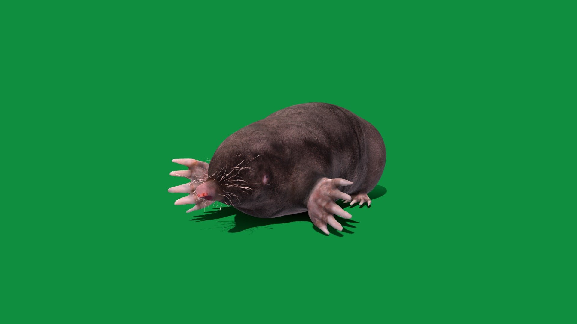 Eastern Mole(Talpidae)Burrower

Scalopus aquaticus Animal Mammal(Scalopus)Cute,Pet

1 Draw Calls

Low-MidPoly

Game Ready(Character)

Subdivision Surface Ready

11-Animations 

4K PBR Textures 1 Material

Unreal/Unity FBX 

Blend File 3.6.5 LTS/4 Plus

USDZ File(AR Ready). Real Scale Dimension (Xcode ,Reality Composer, Keynote Ready)

Textures File


GLB/GlTF  (Unreal 5.1 Plus Native Support,Godot,Spark AR,Lens Studio(SnapChat),Effector(Tiktok),Spline,Play Canvas,Omniverse,GDevelop-5,BuildBox)




Triangles -64525



Faces -32782

Edges -65081

Vertices -32402

Diffuse,Metallic,Roughness,Normal Map,Specular Map,AO

The eastern mole  is a medium-sized mole native to the eastern United States, northern Mexico, and southwestern Ontario, Canada. It has a velvety, thick fur that can be black, silver, or copper in color, and a short, round tail covered in scales - Eastern Mole (Game Ready) - Buy Royalty Free 3D model by Nyilonelycompany 3d model