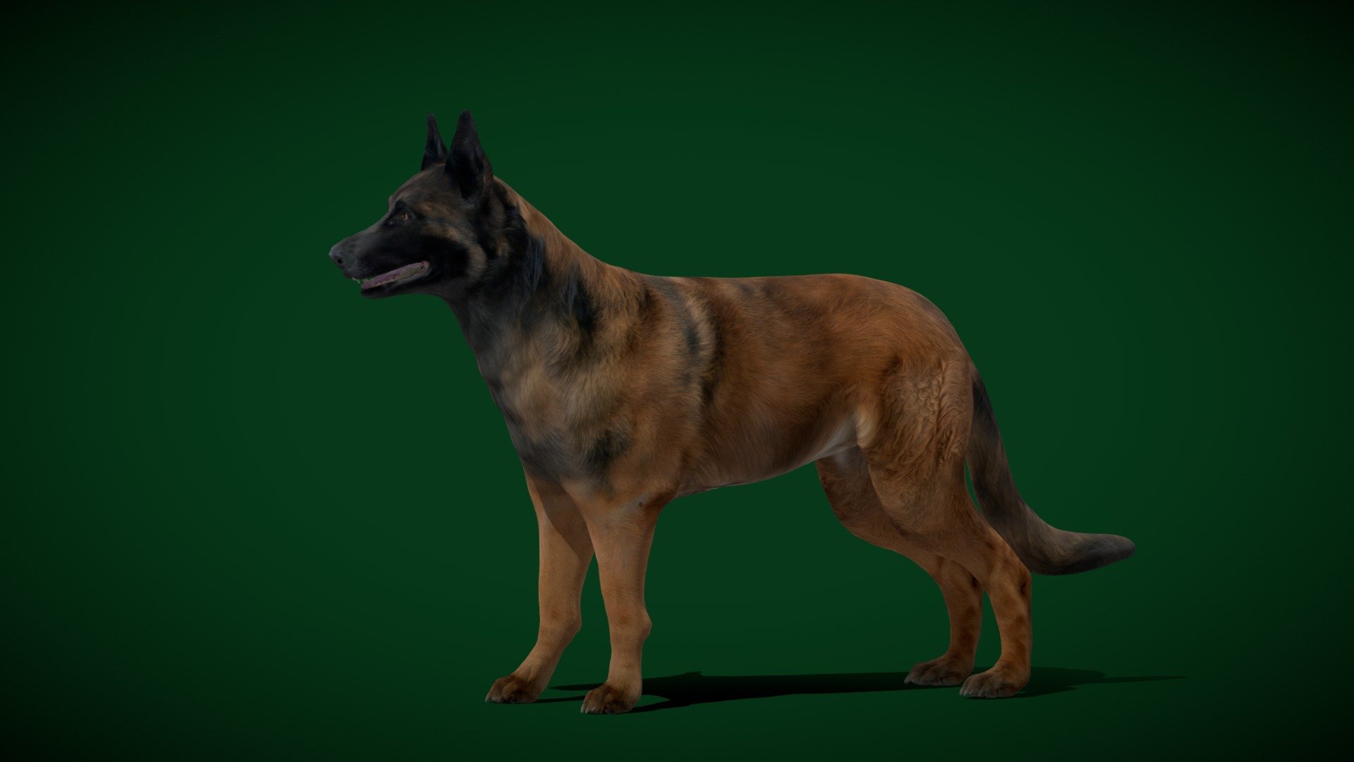 Belgian Shepherd  Dog Breed (Chien de Berger Belge)Canine,Belgian breed

Canis lupus familiaris Animal Mammal(Sheepdog)Pet,cute

1 Draw Calls

MidPoly

Game Ready (Character)

Subdivision Surface Ready

11- Animations

4K PBR Textures Material

Unreal/Unity FBX

Blend File 3.6.5 LTS / 4

USDZ File (AR Ready). Real Scale Dimension (Xcode ,Reality Composer, Keynote Ready)

Textures Files

GLB File (Unreal 5.1 Plus Native Support)


Gltf File ( Spark AR, Lens Studio(SnapChat) , Effector(Tiktok) , Spline, Play Canvas,Omiverse ) Compatible




Triangles -70936



Faces -37326

Edges -73302

Vertices -36021

Diffuse, Metallic, Roughness , Normal Map ,Specular Map,AO

The Belgian Shepherd, also known as the Belgian Sheepdog or the Chien de Berger Belge, is a Belgian breed of herding dog of medium size.
 - Belgian Shepherd Dog Breed (GameReady) - Buy Royalty Free 3D model by Nyilonelycompany 3d model