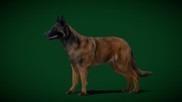 Belgian Shepherd Dog Breed (GameReady) cute, dog, chien, pet, animals, creatures, mammal, domestic, zoo, de, nyc, nature, shepherd, game-ready, dogs, belgian, berger, game, animation, herding, nyilonelycompany, noai, belge, belgian_shepherd, anyimals, belgian-sheepdog, chien-de-berger, belgian-breed, medium-breed