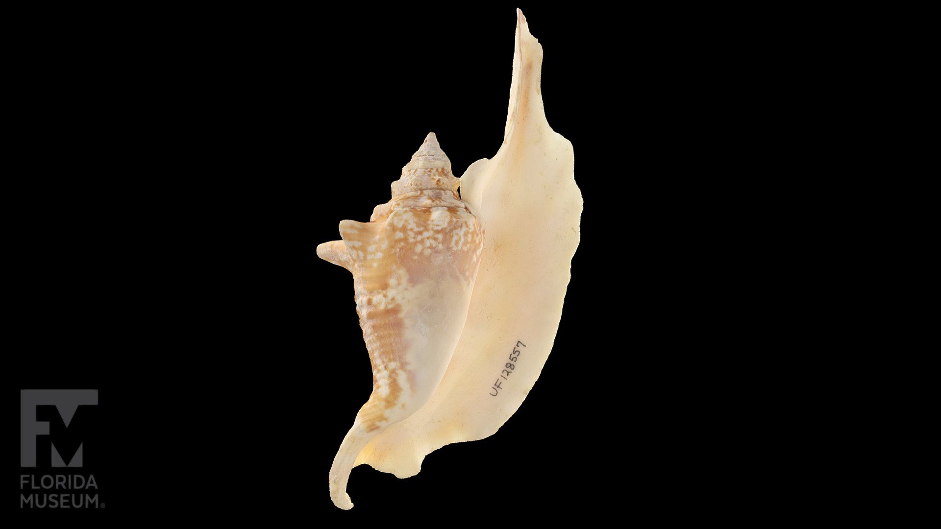 Roostertail Conch, Strombus gallus, (Family Strombidae) from the Florida Museum of Natural History Invertebrate Zoology collection (UF IZ 128557). Collected from Palm Beach County, Florida, USA.

Photogrammetry scan by the Florida Museum Digital Imaging Division

Invertebrate Zoology collection page: https://www.floridamuseum.ufl.edu/iz/ - Roostertail Conch Strombus gallus - 3D model by FloridaMuseum 3d model