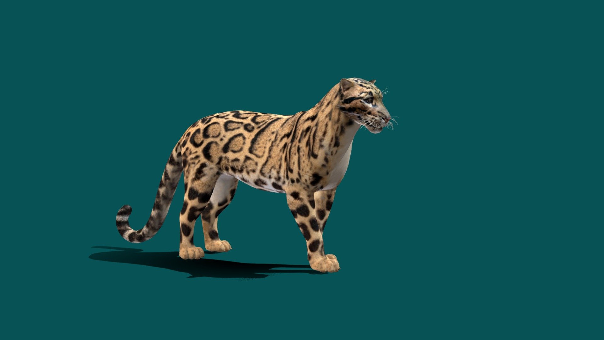 **Clouded Leopard with 4K PBR Textures Material **
REF

The clouded leopard, also called mainland clouded leopard, is a wild cat inhabiting dense forests from the foothills of the Himalayas through Northeast India and Bhutan to mainland Southeast Asia into South China. It was first described in 1821 on the basis of a skin of an individual from China. Wikipedia
Conservation status: Vulnerable (Population decreasing) Encyclopedia of Life
Scientific name: Neofelis nebulosa
Mass: 12 – 23 kg
Trophic level: Carnivorous Encyclopedia of Life
Gestation period: 93 days Encyclopedia of Life
Length: 84 cm (Adult) Encyclopedia of Life
Family: Felidae - Clouded Leopard - 3D model by Nyilonelycompany 3d model