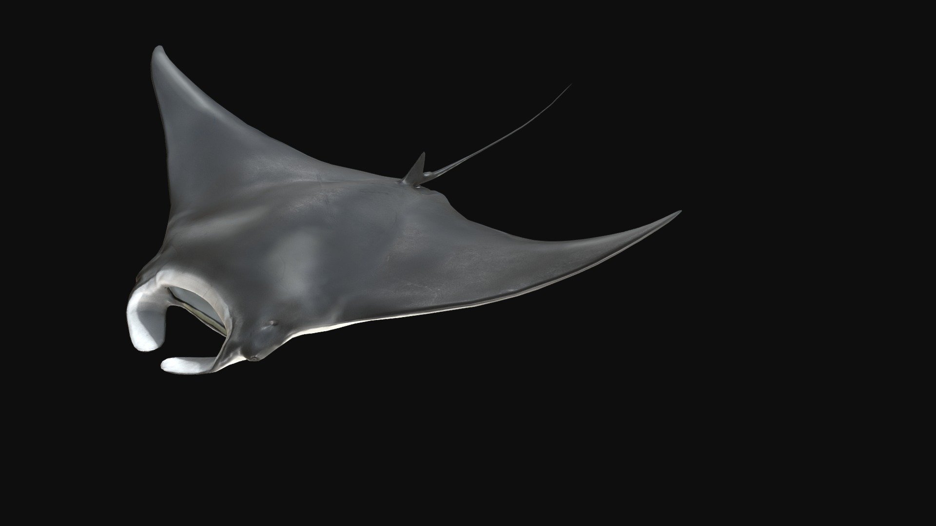 This is an feeding animation of a subadult male Manta Ray (“Skye” Mobula c.f. birostris, disk width of 2.5 m) that was reconstructed from a combination of drone, gopro, and other video imagery and morphometric data.  Note the twisting of the cephalic fins, which are used during feeding. Skye was filmed primarily while swimming off the coast of Palm beach, Florida.  Jessica Pate and her team with the Marine Megafauna Foundation (www.marinemegafauna.org) were instrumental for filming Skye and providing access to other data on Manta Rays.  The ANGARI Foundation (www.angari.org) and Angela Rosenberg coordinated and supported this research.  Jonathan Bayuk and Ken Morton kindly donated funding to enable this research.  CG artist Johnson Martin used the data provided to reconstruct and animate the model.

Downloads are freely available for creative and non-profit use. To inquire about licensing, please visit www.digitallife3d.org 3d model