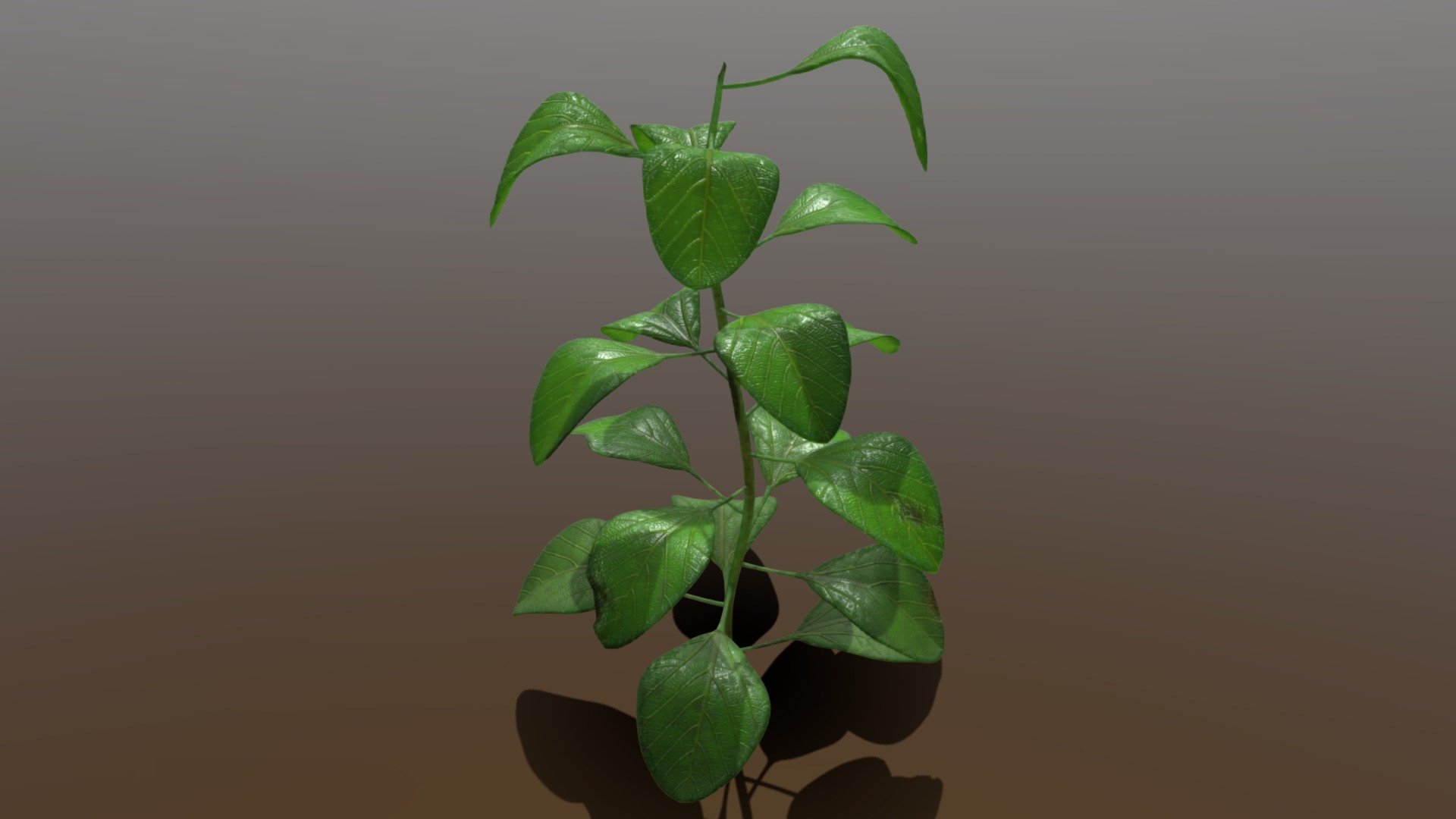 A plant you might find outdoors 3d model
