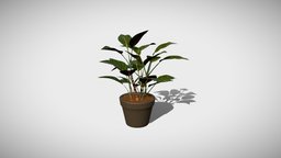 Aglonema Rotundum green, plant, landscape, pot, garden, vase, leaf, foliage, nature, planter, botanical, potplant, architecture, interior, aglonema