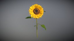 Sunflower plant, flower, garden, exterior, sunflower, vegetation, outdoor, decor, yellow, nature, petal, botanic, yellow-flower, houseplant, decoration