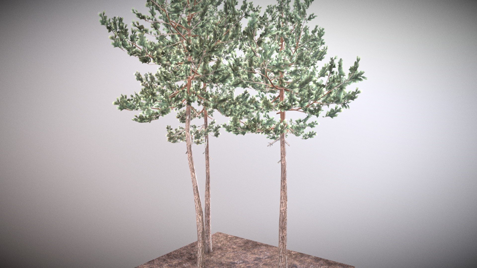Scots Pines - Pinus Sylvestris

Low-poly trees for games. 

Scots pine, Scotch pine or Baltic pine, is a species of tree in the pine family Pinaceae. Ranging from Western Europe to Eastern Siberia, it occurs from sea level to 3,300 ft, while in the south of its range it is a mountain tree, growing at 3,900–8,500 ft altitude. It is readily identified by its combination of fairly short, blue-green leaves and orange-red bark 3d model