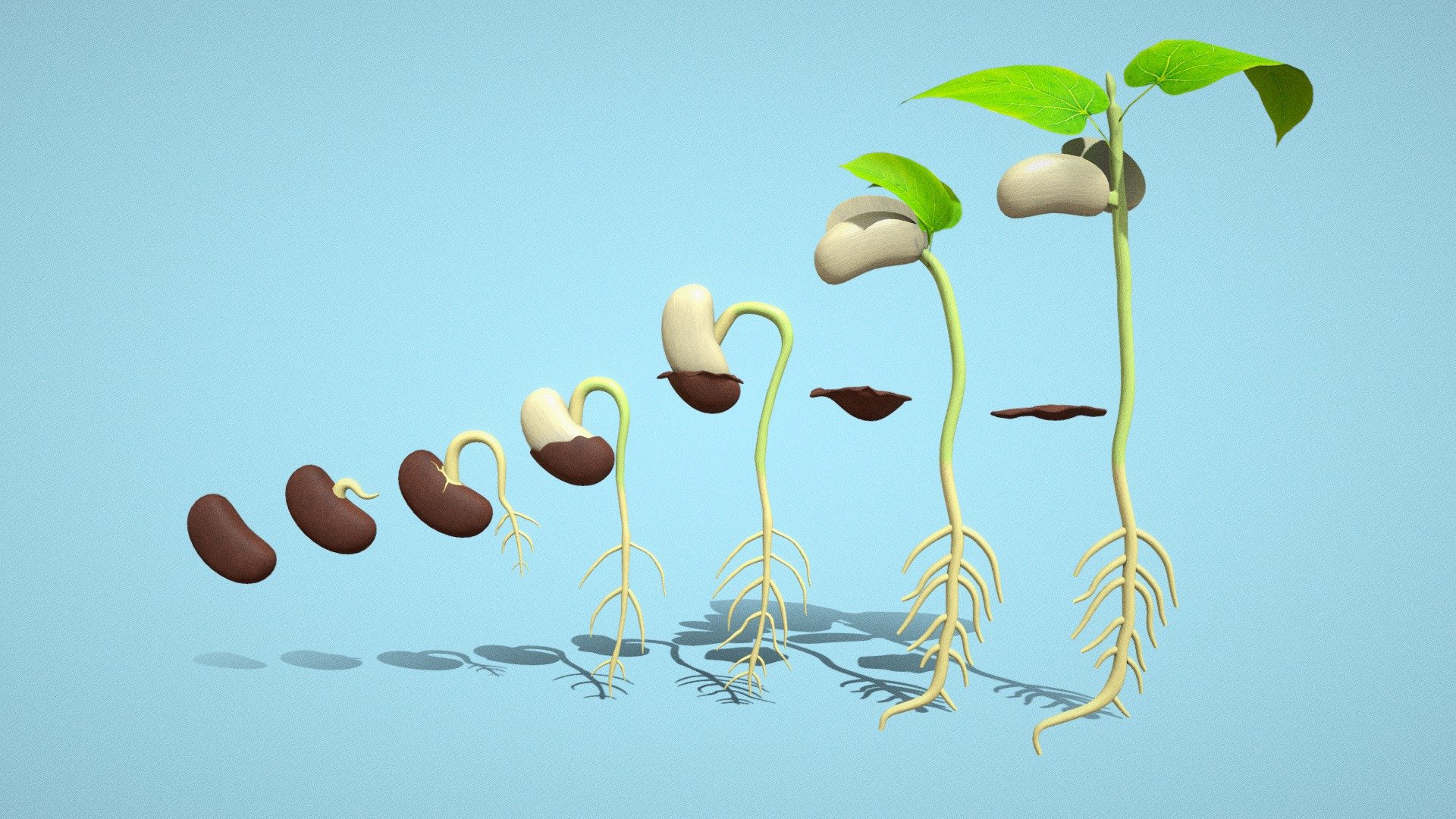 What is Seed Germination? Seed germination may be defined as the fundamental process by which different plant species grow from a single seed into a plant. This process influences both crop yield and quality. A common example of seed germination is the sprouting of a seedling from a seed of an angiosperm or gymnosperm 3d model