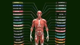 Muscle system in human body body, in, skeleton, anatomy, system, muscle, parts, vr, ar, organs, humanbody, joint, spine, lungs, muscular, joints, pelvis, haloween, musclesystem, names, ribcage, human-anatomy, unity, lowpoly, human, halloween, skin, skeleton-parts, oganic, galblader, muscularsystem