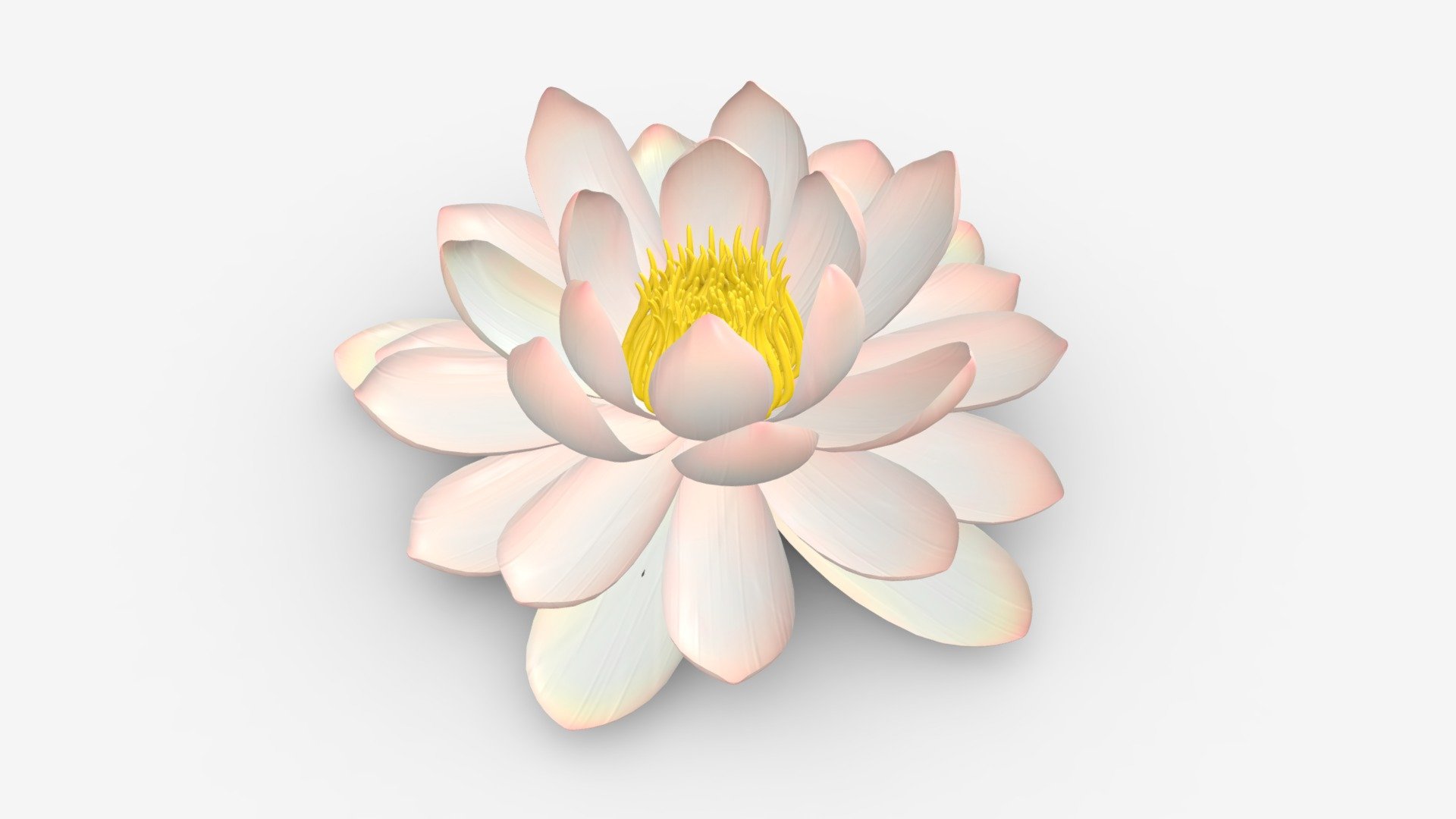 Water lily white flower - Buy Royalty Free 3D model by HQ3DMOD (@AivisAstics) 3d model