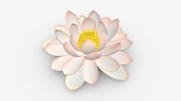 Water lily white flower plant, flora, flower, white, garden, natural, pond, aquatic, lotus, water, nature, bloom, floral, lily, petal, blossom, waterlily, 3d, pbr