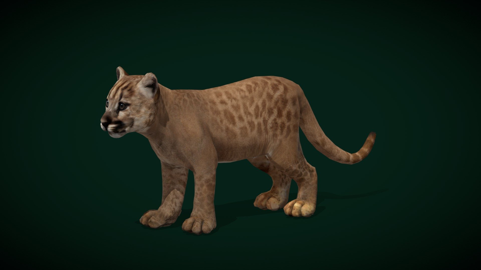 Baby Cougar (Puma)  Mammalia

Puma concolor Animal Mammal ( Mountain Lion ,Catamount) Cougar ,Large Cat

1 Draw Calls

Lowpoly

Game Ready Asset

Subdivision Surface Ready

12  Animations

4K PBR Textures Materials

Unreal FBX (Unreal 4,5 Plus)

Unity FBX

Blend File 3.6.5 LTS

USDZ File (AR Ready). Real Scale Dimension (Xcode ,Reality Composer, Keynote Ready)

Textures Files

GLB File (Unreal 5.1 Plus Native Support)

Gltf File ( Spark AR, Lens Studio(SnapChat) , Effector(Tiktok) , Spline, Play Canvas,Omiverse ) Compatible

Triangles -5430   

Faces -3217

Edges -6018

Vertices -2826

Diffuse, Metallic, Roughness , Normal Map ,Specular Map,AO
The cougar, also known as the puma, mountain lion, catamount, or panther, is a large cat native to the Americas, second in size only to the stockier jaguar. They are not technically grouped with the “true” big cats, as they are slightly smaller than other big cats, and they lack the vocal physiology to roar 3d model