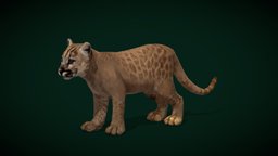 Baby Cougar Cub (Lowpoly) animals, wild, mammal, predator, zoo, puma, cougar, panther, game-ready, game-asset, mountain-lion, catamount, mammalia, lowpoly, creature, animation, puma-concolor, nyilonelycompany, noai, anyimals, florida-panther, large-cat, baby-cougar, cougar-cub
