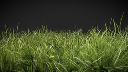 Realistic Grass 3D (920Polygons) green, grass, plants, alpha, prop, unreal, flowers, vegetation, foliage, realistic, cutout, greenery, meadow, grassland, unity, asset, game, texture, blade, gameready, environment, grasspatch