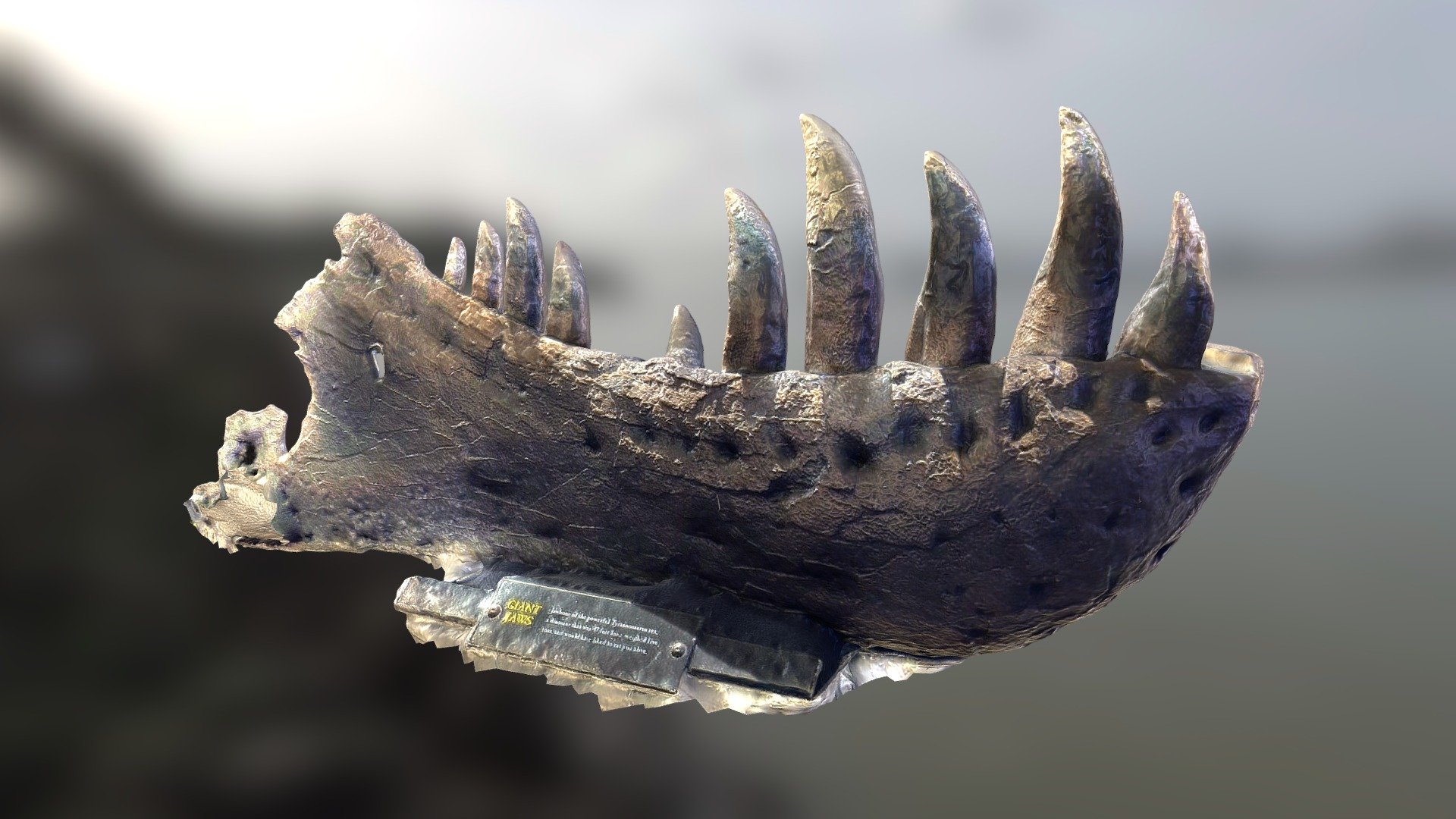 A photoscanned partial Tyrannosaurus Jaw.

from the plaque: &ldquo;Jawbone of the powerful Tyrannosaurus Rex.
A dinosaur that was 47 feet long and weighed five tons, and
would have liked to eat you alive.
