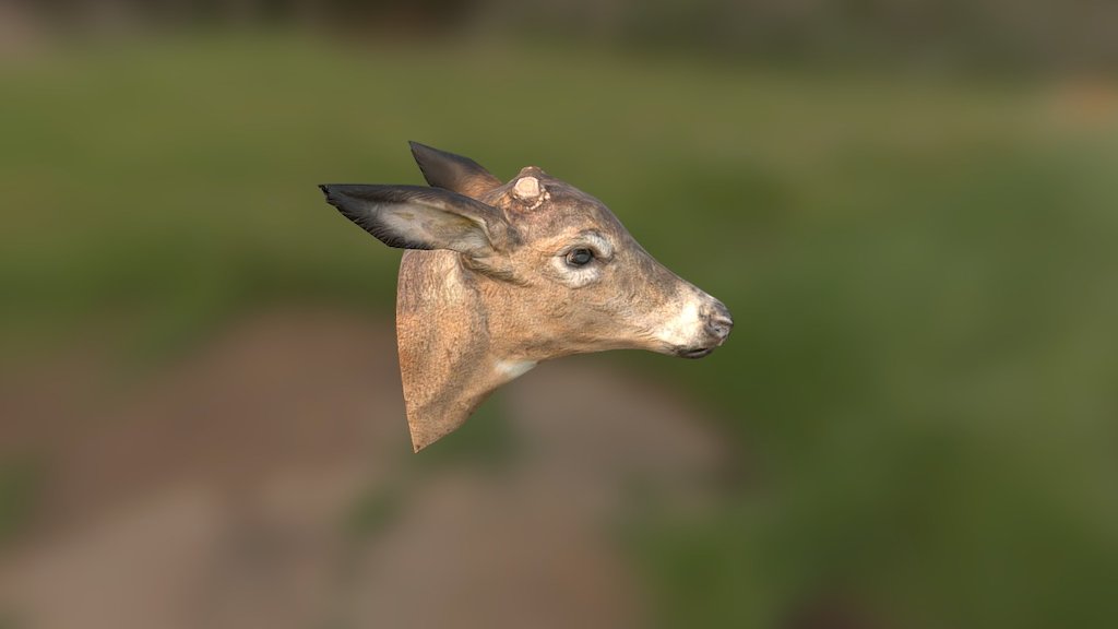 Deer Head - 3D model by Emanuel Pessel (@eludor) 3d model