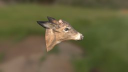 Deer Head deer, realistic, head, deerhead, substancepainter, substance, lowpoly, animal