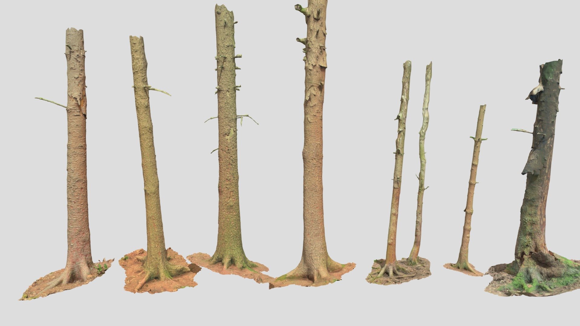 4K Each: Fully processed PBR 3D scans: no light information, color-matched, etc.

4K Textures: 
- Normal 
- Albedo 
- Roughness

Realistic Fir Conifer Tree Trunk Dead Scan - Fir Conifer Tree Trunk Dead Scan - Buy Royalty Free 3D model by Per's Scan Collection (@perz_scans) 3d model