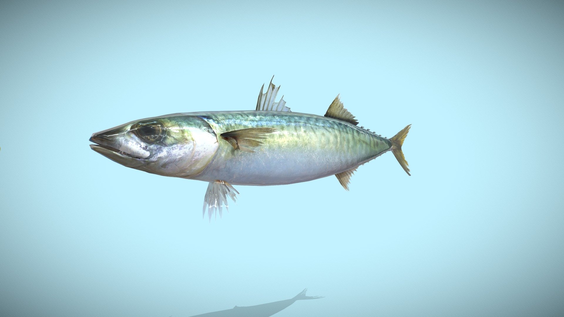 I'm producing aiming at realistic fish. It was made in Blender.
There are a blender file and a fbx file for Unity.
fbx for Unity makes the fin tension of both sides. WebGL used actually in unity
Please refer to this　website.
https://turidata.blog.fc2.com/blog-entry-28.html

When needing more detailed information about fish, please refer to osakana watch. It's my site  (language: Japanese).

A material is 2048 x 2048 and part 1100 x 1100.
When there is your request, I'll sell it by 20-30$. (file:Blender,gltf,fbx,obj,etc&hellip;)

リアルな魚を目指して制作しています。Blenderで作成しました。
Unity用ではblenderファイル、fbxファイルがあります。
Unity用のfbxはヒレなどを両面張りにしています。unityで実際に使用されているWebGLはこちらをご参照ください。
https://turidata.blog.fc2.com/blog-entry-28.html

さらに魚についての詳しい情報が必要であれば、osakana watch運営サイトをご参照ください(言語:日本語)

ご要望があれば20～30$で販売いたします。(file:Blender,gltf,fbx,obj,etc&hellip;)
マティリアルは2048×2048と一部1100×1100などです。 - マサバ(Chub mackerel)  (old version) - 3D model by tanigutisora (@osakanaWatch) 3d model