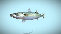 マサバ(Chub mackerel)  (old version) fish, animals, seafish, unity, game, creature, animation, sea