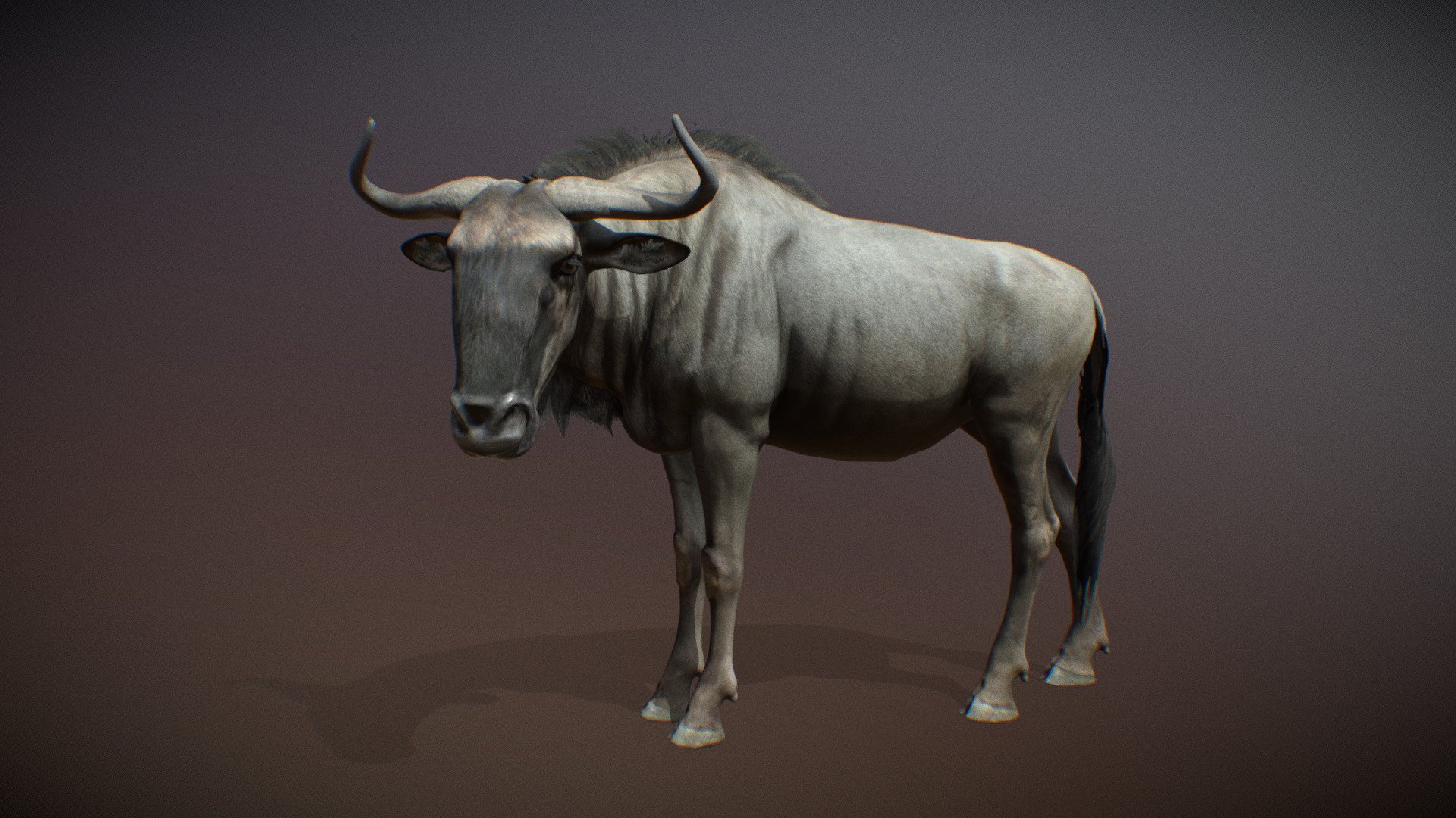 Animated realistic male Blue Wildebeest with 85 animations authored at 60fps and 4k textures.

Note: Preview uses lower-res mesh (LOD1), 1K textures and only a few of the full set animations.

Get our animal in full detail, 4K textures and check the full list of animations.

Features:




male Blue Wildebeest model

Animations authored at 60 fps

All animations available with and without the root motion

uncompressed 4K Textures

3ds Max and Maya animation rig

LODs
 - Animalia - Blue Wildebeest (male) - 3D model by GiM (@GamesInMotion) 3d model
