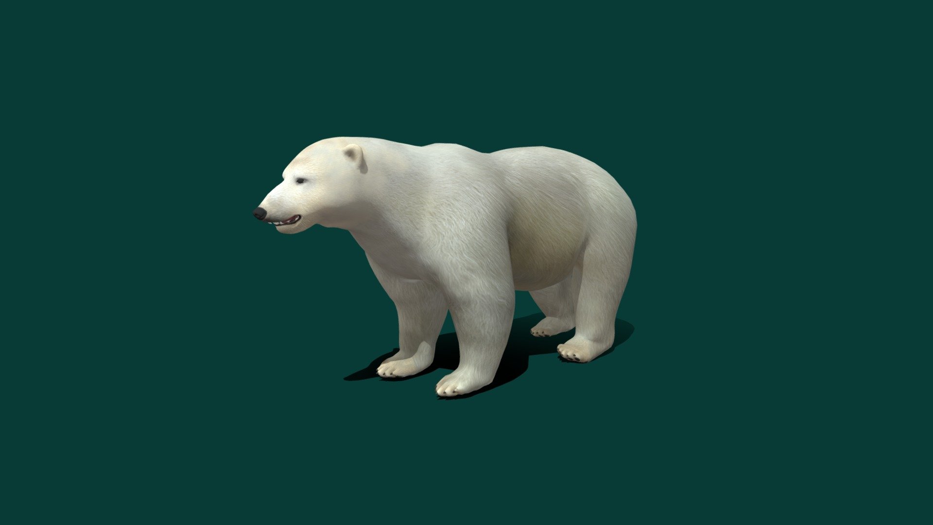 The polar bear is a hypercarnivorous species of bear. Its native range lies largely within the Arctic Circle, encompassing the Arctic_Ocean and its surrounding seas and landmasses, which includes the northernmost regions of North America and Eurasia. Wikipedia
Eats: Seals, Arctic fox
Mass: 450 kg (Male, Beaufort Sea population, Mature), 150 – 250 kg (Female, Adult)
Conservation status: Vulnerable (Population decreasing) Encyclopedia of Life
Speed: 40 km/h (Maximum, Adult, Sprint)
Height: 1.8 – 2.4 m (Female, Adult, On hind legs), 1.3 m (Male, Adult, At Shoulder)
Class: Mammalia
Family: Ursidae
Ursus_maritimus - Polar Bear - 3D model by Nyilonelycompany 3d model