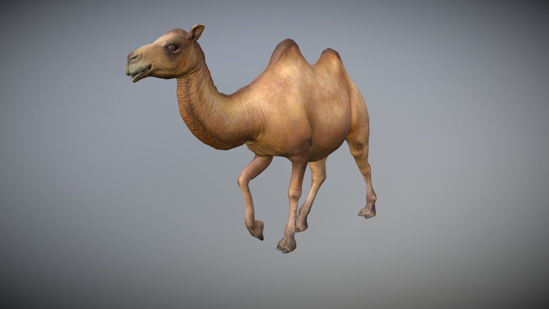 WATCH = https://youtu.be/mSUzZXBOfUo

Camel 3d Model

PACKAGE INCLUDE




High quality polygonal model, correctly scaled for an accurate representation of the original object.

Model is built to real-world scale.

Many different format like blender, fbx, obj, iclone, dae

No additional plugin is needed to open the model.

3d print ready

Ready for animation

Loopable seperate Animations

High Quality materials and textures

Triangles = 20796

Vertices = 10426

Edges = 31220

Faces = 20796

ANIMATIONS




Idle

Walk

Jog

Run

Death

3D PRINT POSES ( STL  OBJ )




STAND 1

STAND 2

WALK

RUN 1

RUN 2

RUN 3

RUN 4

RUN 5

HEAD DOWN 1

HEAD DOWN 2

DEAD
 - Camel Animated - Buy Royalty Free 3D model by Bilal Creation Production (@bilalcreation) 3d model