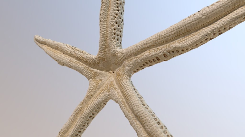 A micro scan of a starfish

Captured with Nikon D800 and 60mm macro at F13.
Reconstructed with Reality Capture and proccessed with ZBrush. 

 - Starfish - Download Free 3D model by Rigsters 3d model