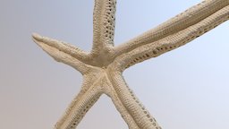 Starfish starfish, photogrammetry, scan, sea