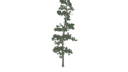 Eastern White Pine #04 tree, white, pine, eastern, realistic, photoreal, conifer
