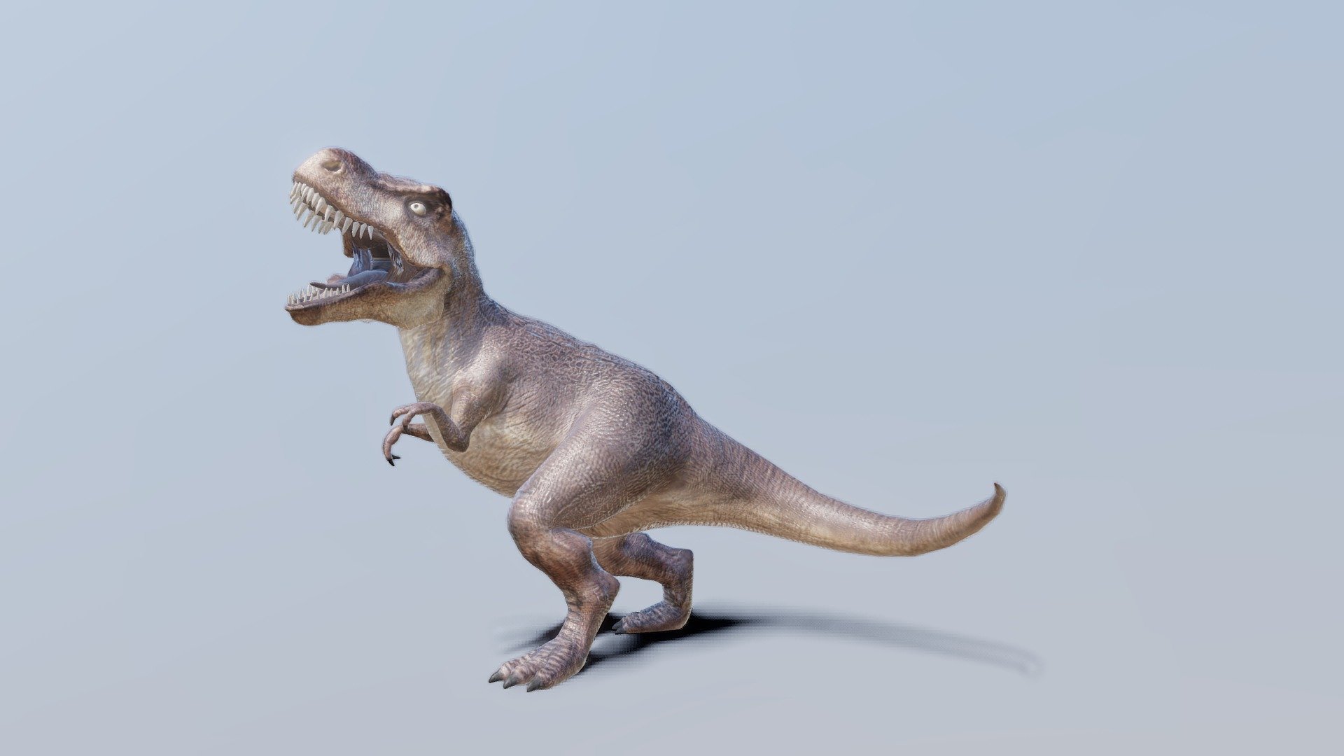 Behold the king of the dinosaurs the one who ruled the earth. The tyrannosaurus rex is a most aggressive dinosaur in the jurassic times of the year. To tame this giant beast, theres no way because he|she is always hungry 3d model
