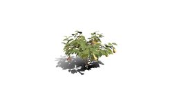 Realistic HD Magnificent angels trumpet (1/5) trees, tree, plant, forest, plants, outdoor, foliage, nature, bush, south-america