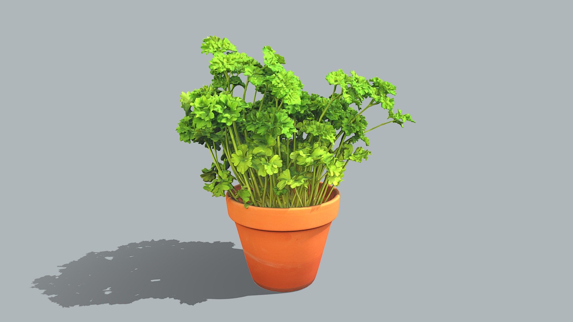 Petroselinum crispum

Model includes 8k Diffuse map, 4k normal map, 4k ambient occlusion map, 4k subsurface map and additional lowpoly version of the plant (100k)

Photos taken with A7Riv + 3XD5300

Processed with Metashape + Blender - Parsley plant - Buy Royalty Free 3D model by Lassi Kaukonen (@thesidekick) 3d model