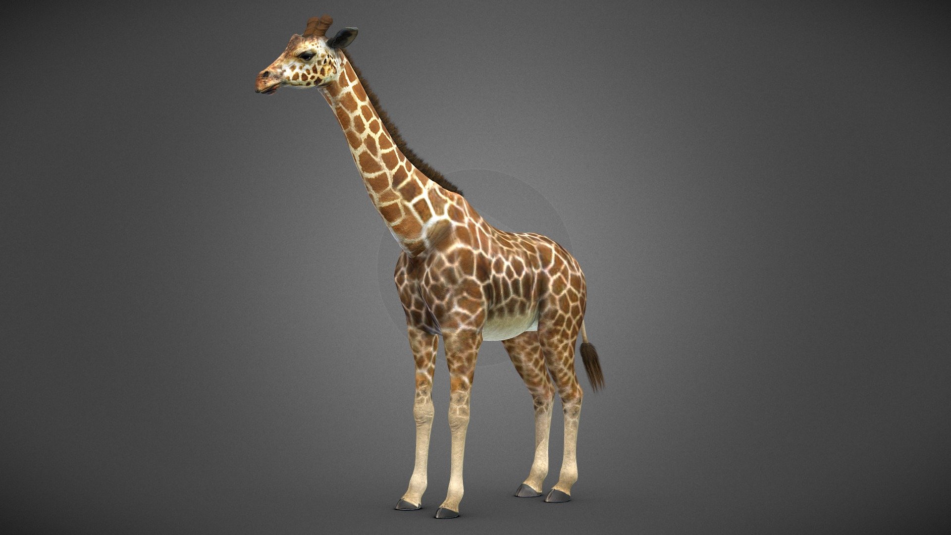 Rigged Giraffe



The model has textures and retopology.
It is rigged and useful for animation and Game-character creation.

If you liked the model, please, leave a positive review! - Giraffe - Buy Royalty Free 3D model by Iofry 3d model