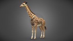 Giraffe africa, animals, giraffe, african, madagascar, game-ready, herbivore, hoof, game-asset, game-character, hooves, ungulate, animals-creatures, rigged-character, sphynxcat, herbivorous, giraffa, animals-cute, animalia, character, game, gameasset, animal, gamecharacter, rigged, gameready, artiodactyls, artiodactyla, artiodactyl, ungulates, rigged-animal