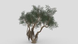 Ficus Benjamina Tree-S20