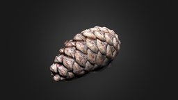 Scots Pine Cone, Sherwood Forest pine, cone, pinecone, cones, pinetree, nottinghamshire, sherwoodforest, pine-cone