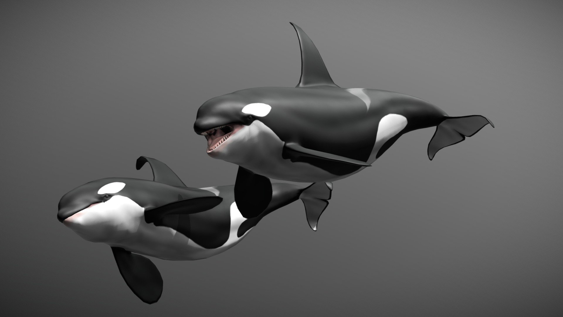 Low poly semi-realistic Killer whale - Killer whale - 3D model by Oakyere 3d model